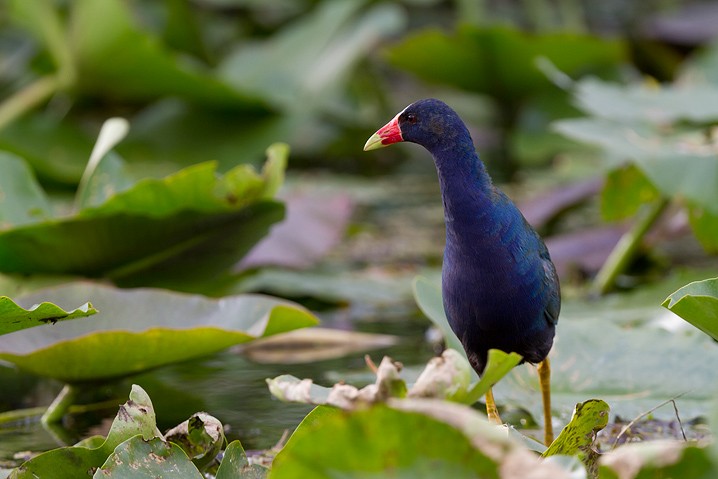 Purpurhuhn Porphyrio porphyrio Purple Swamphen 